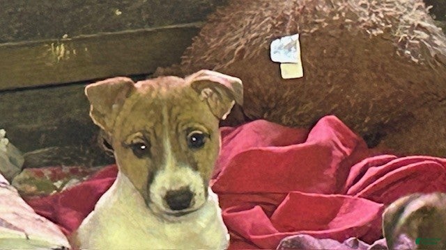 Jack Russell Terrier dogs Jack Russell Terrier Puppy 1 - Ad 42