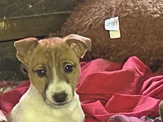 Jack Russell Terrier dogs Jack Russell Terrier Puppy 1 - Ad 42