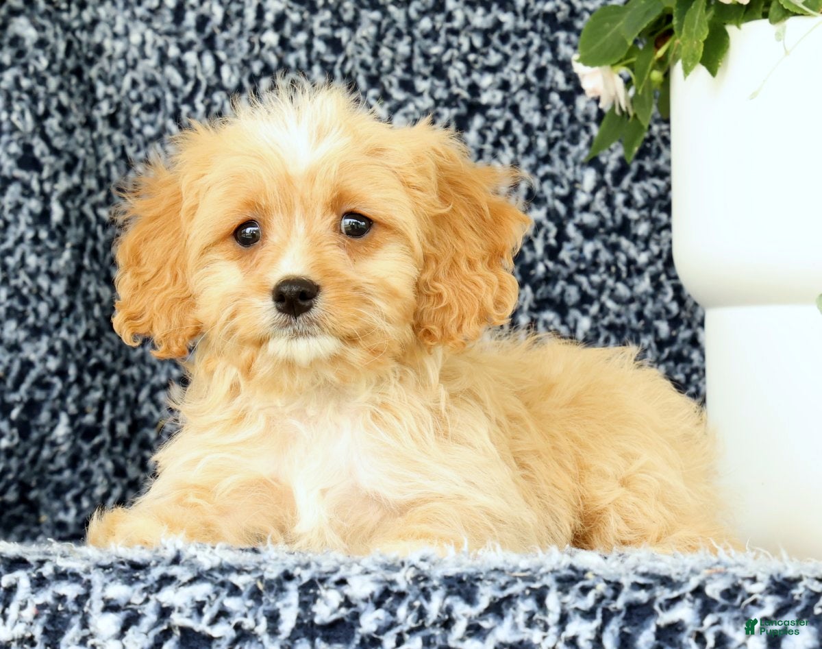Cavapoo dogs Walker - Ad 2