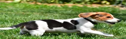 Beagle dogs for sale: Polly - Ad 8