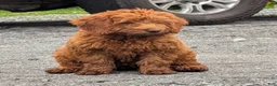 Miniature Labradoodle dogs for sale: Brady - Ad 5