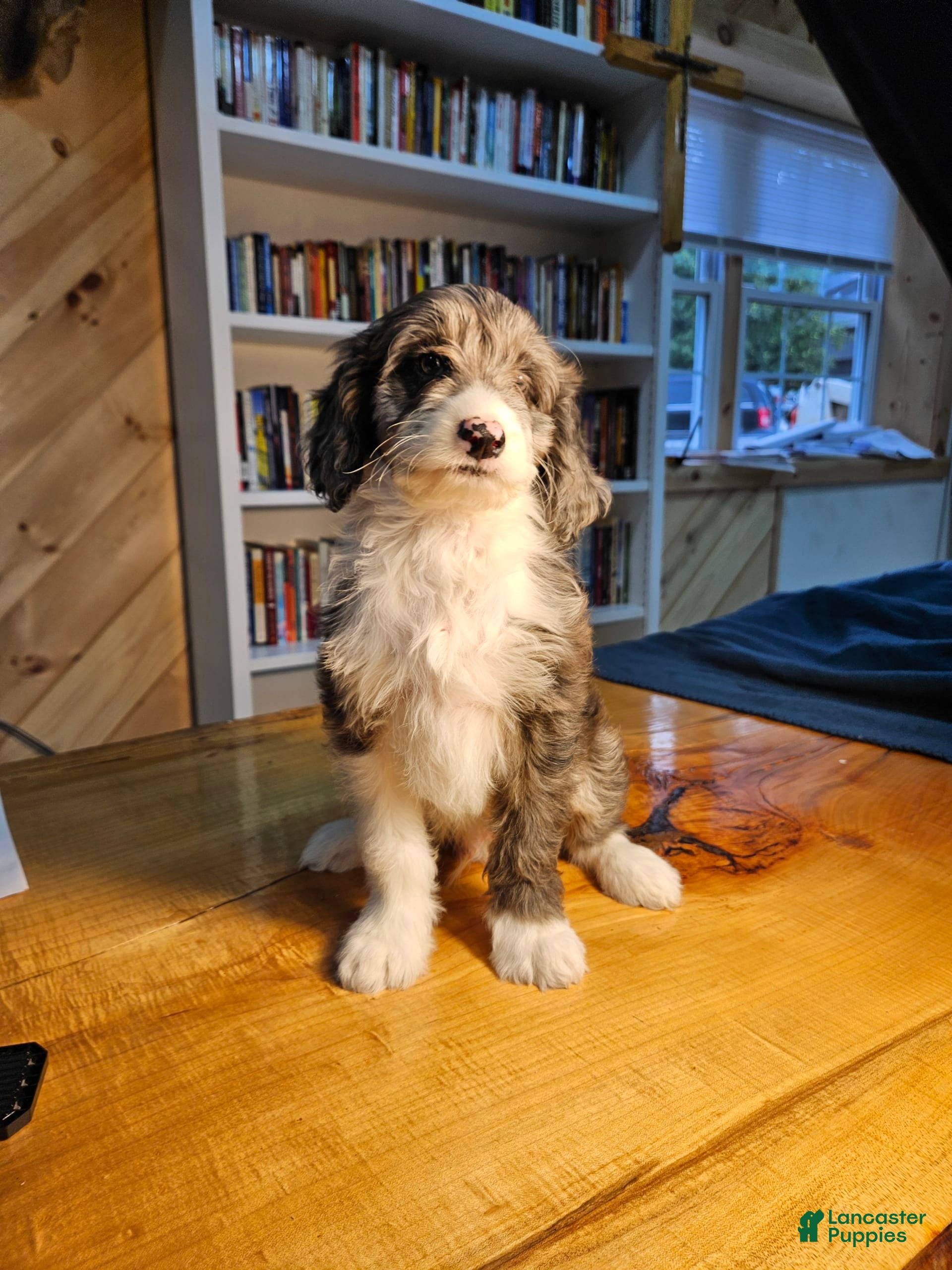 Mixed Breed dogs Harry - Ad 3