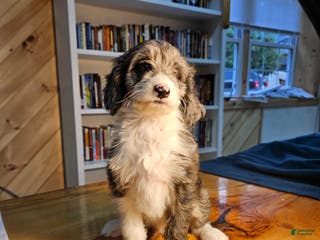 Mixed Breed dogs Harry - Ad 17