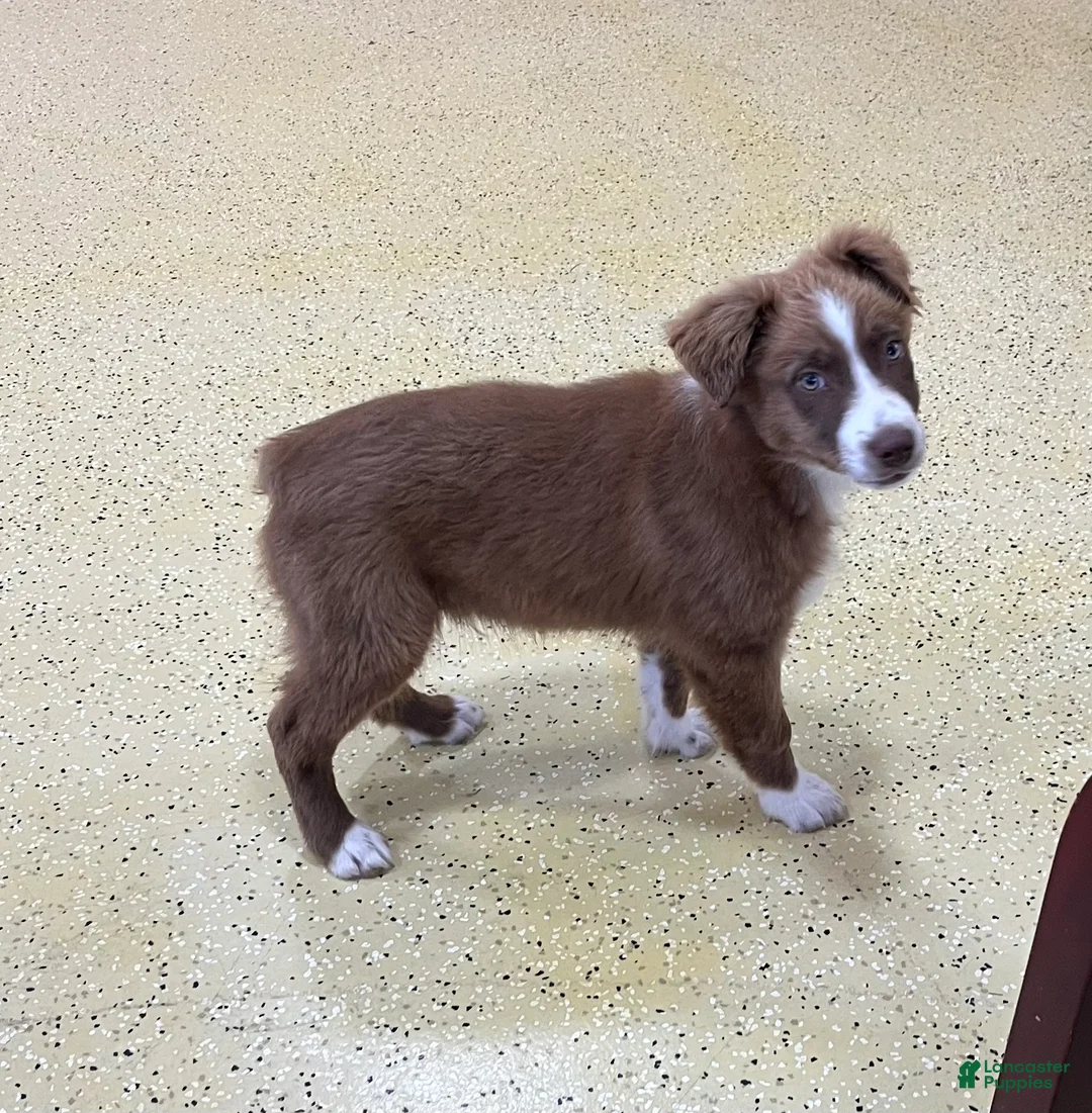 Australian Shepherd dogs for sale: Tremor  - Ad 2