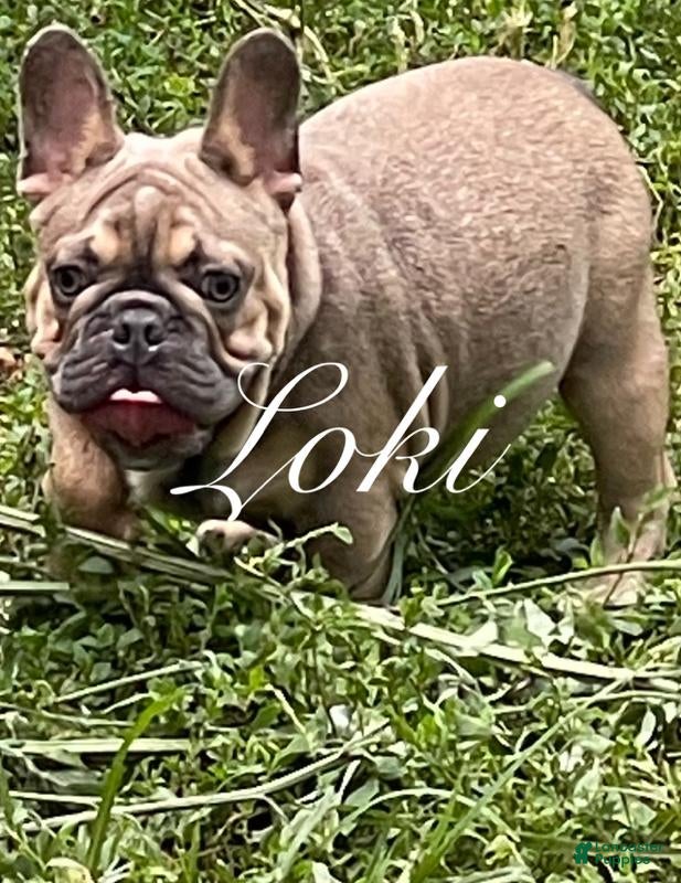 French Bulldog dogs for stud: Loki - Stud - Ad 1