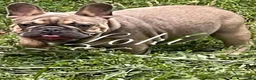 French Bulldog dogs for stud: Loki - Stud - Ad 1