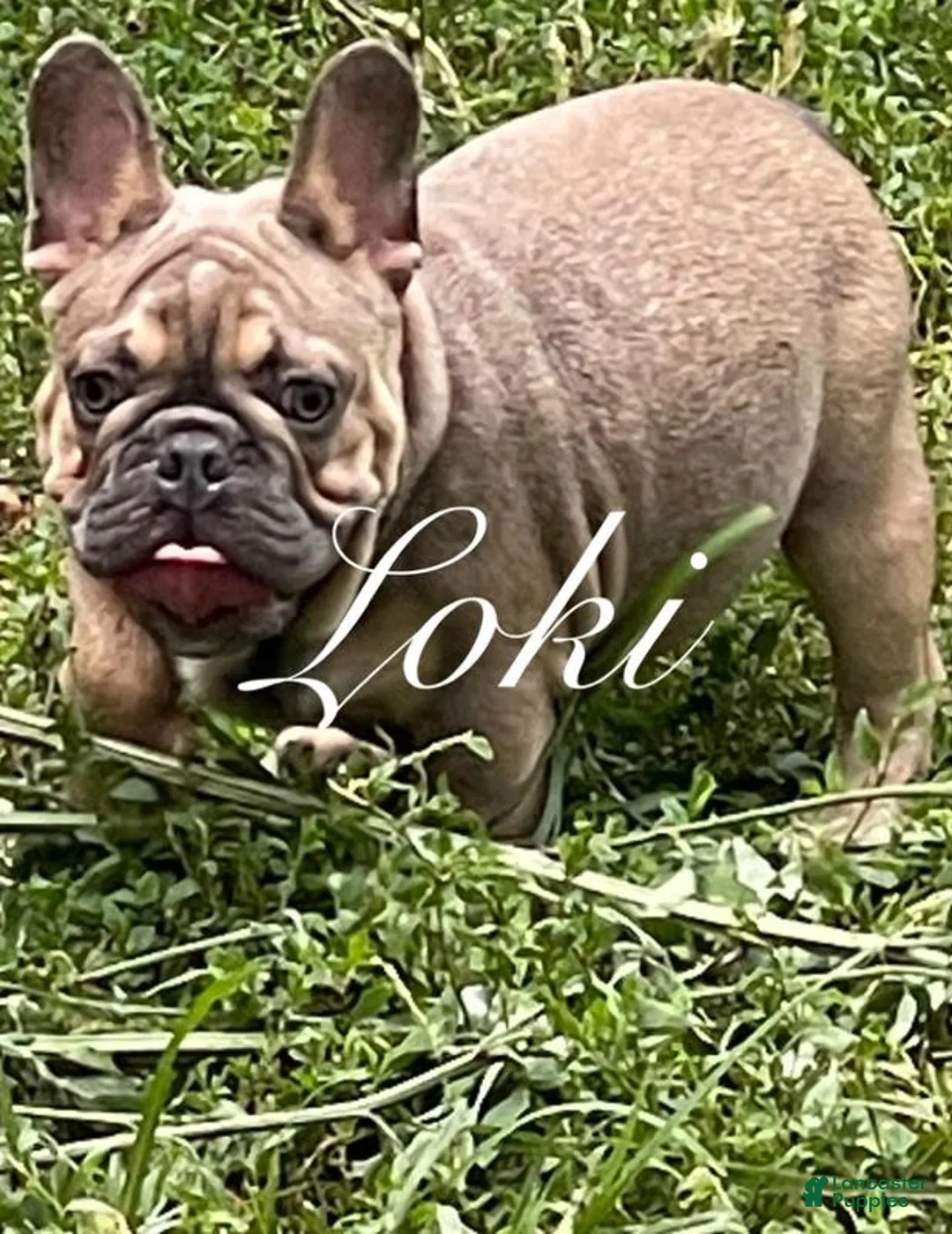 French Bulldog dogs for stud: Loki - Stud - Ad 1