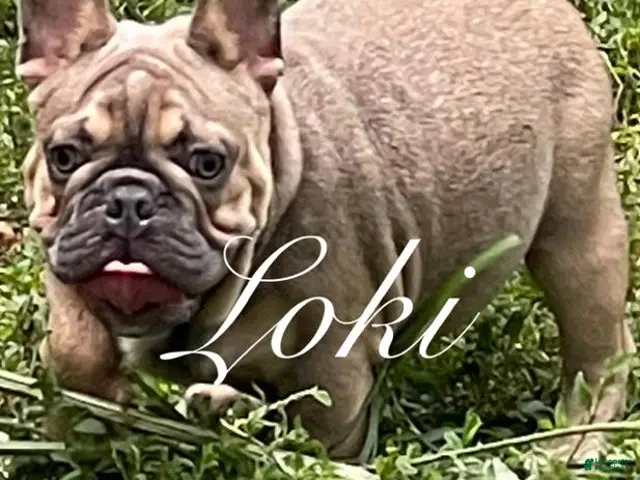 French Bulldog dogs for stud: Loki - Stud - Ad 1