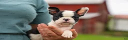 Frenchton dogs for sale: BONNIE - Ad 2