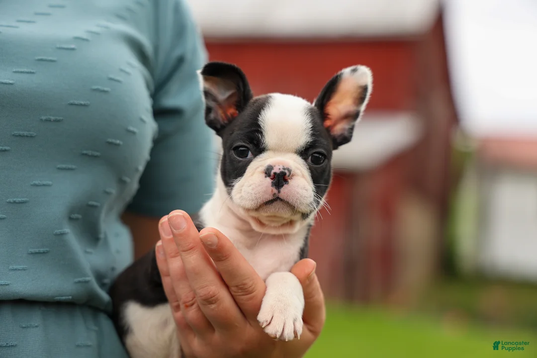 Frenchton dogs for sale: BONNIE - Ad 2