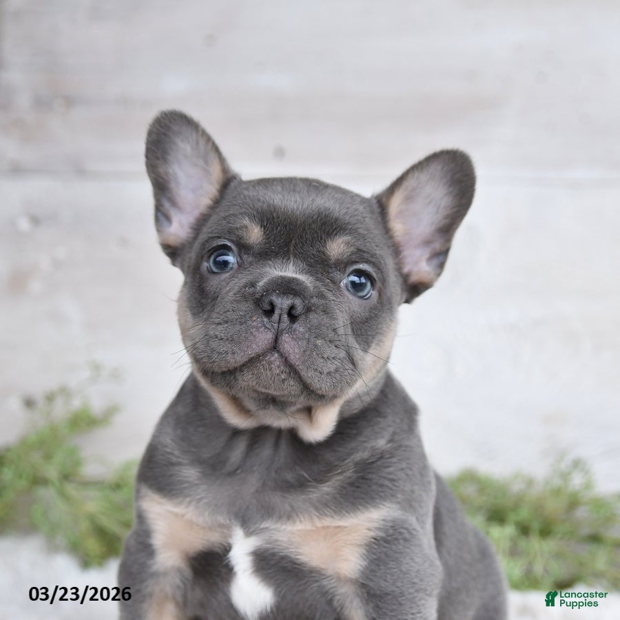 Mixed Breed dogs Tommy - Ad 2