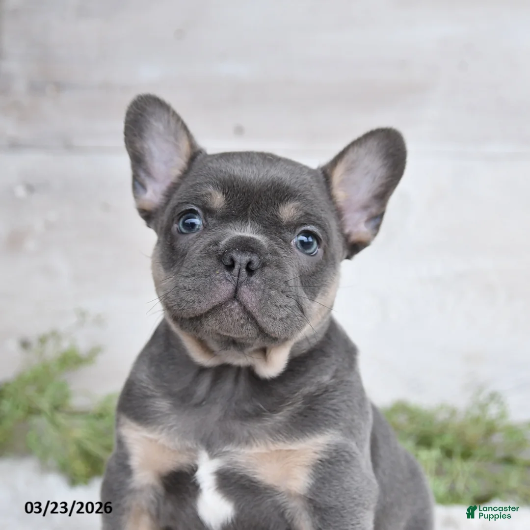 Mixed Breed dogs for sale: Tommy - Ad 2