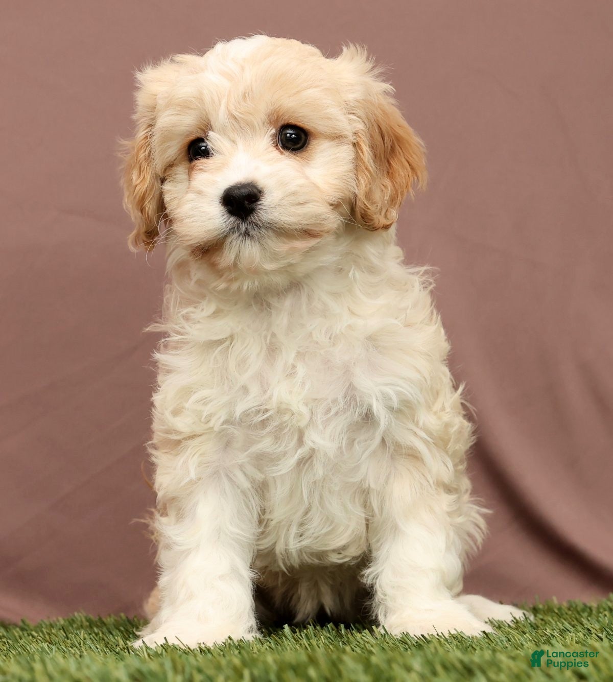 Cavapoo dogs Lori - Ad 2