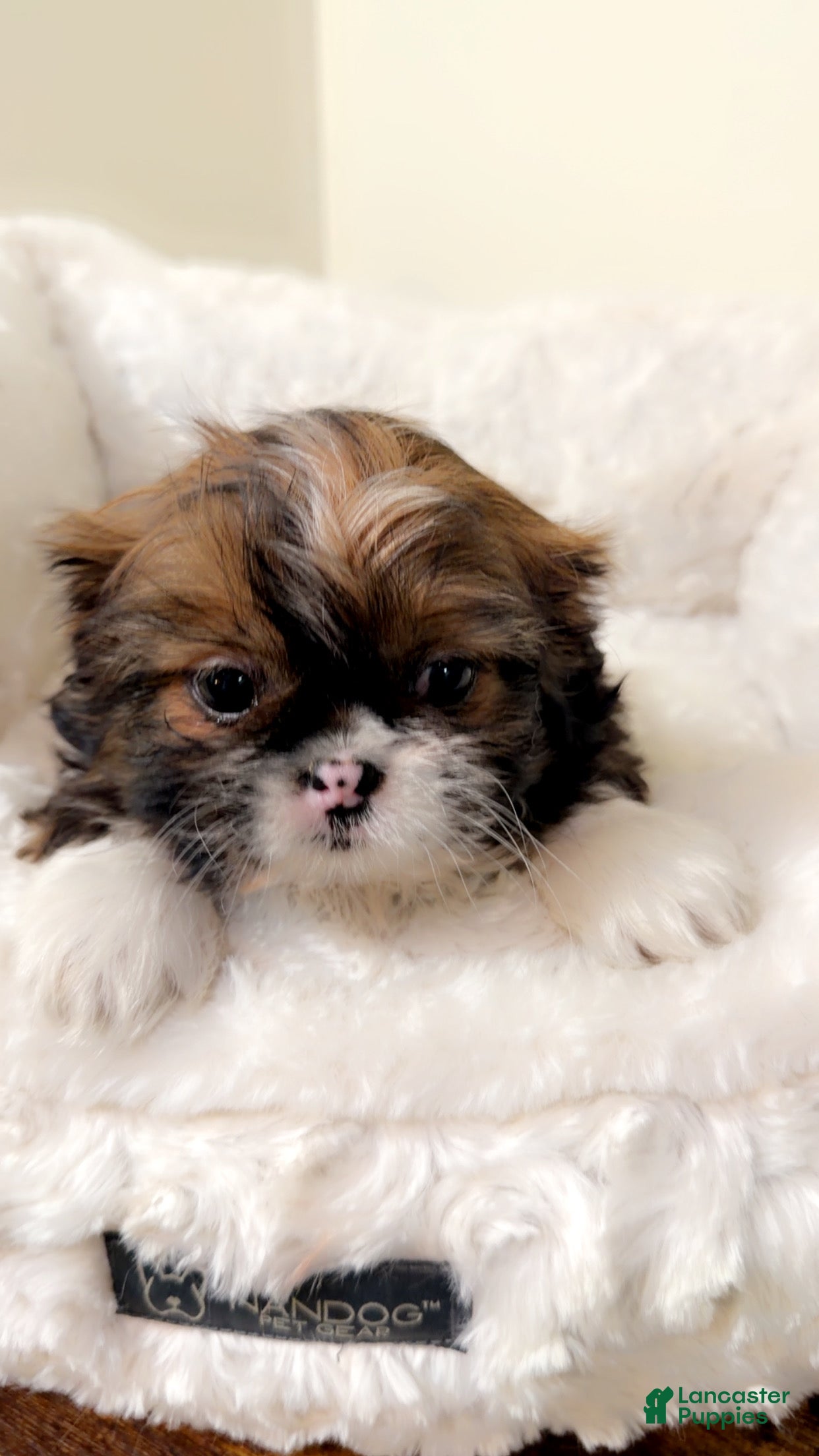 Shih Tzu dogs Bambi  - Ad 21