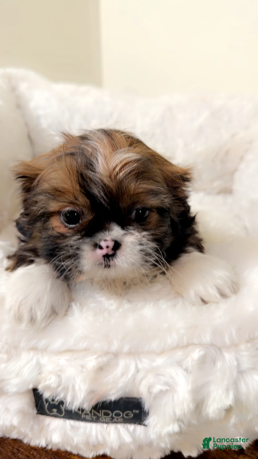 Shih Tzu dogs for sale: Bambi  - Ad 1