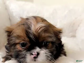 Shih Tzu dogs Bambi - Ad 21