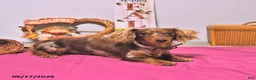 Dachshund dogs for sale: Mitch - Ad 7