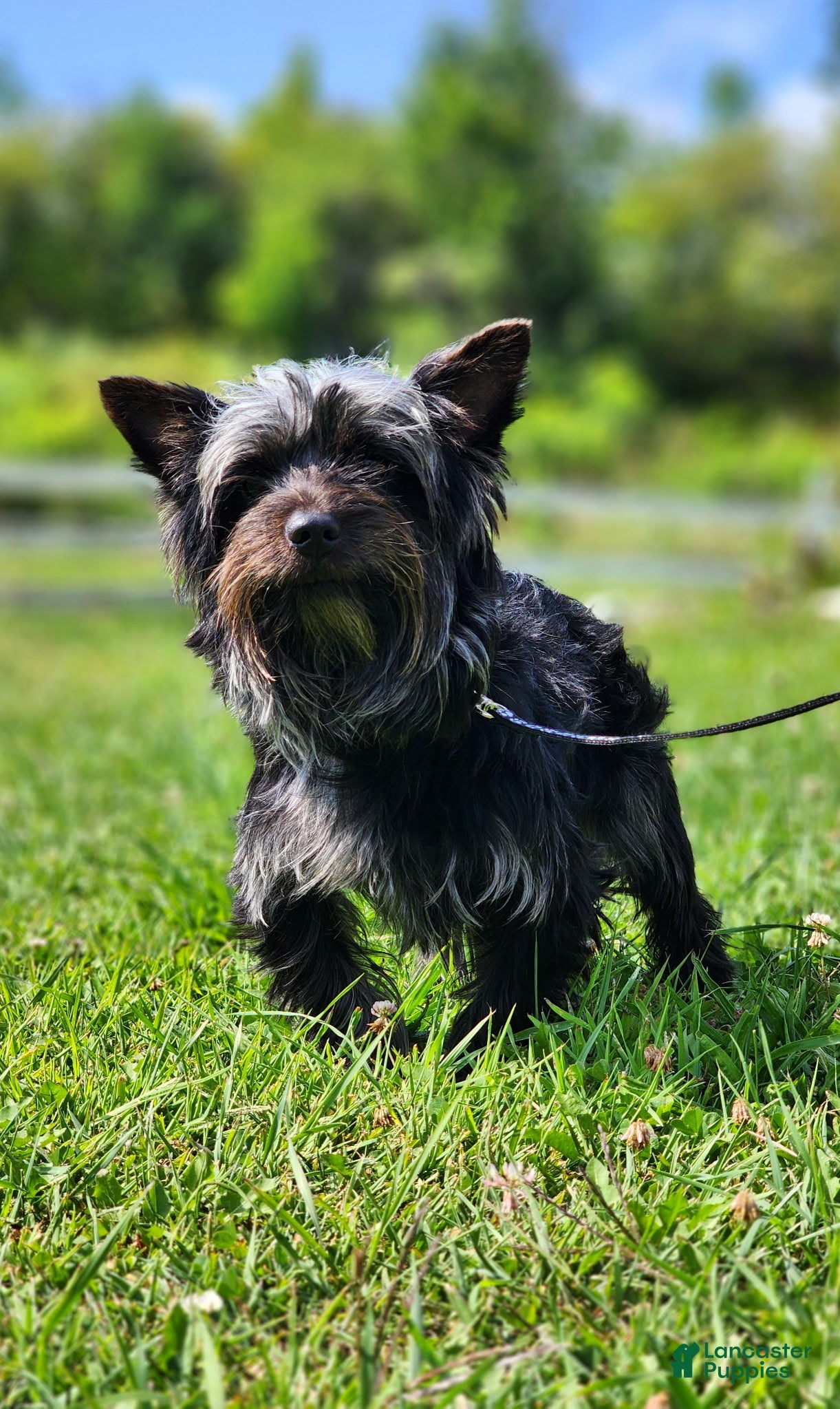 Yorkshire Terrier Cairn Scottie Mix Yorkshire Terrier All About - Main Image