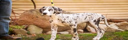 Great Dane dogs for sale: Beatrice - Ad 2