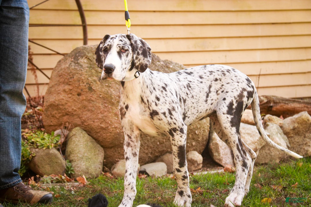 Great Dane dogs for sale: Beatrice - Ad 2