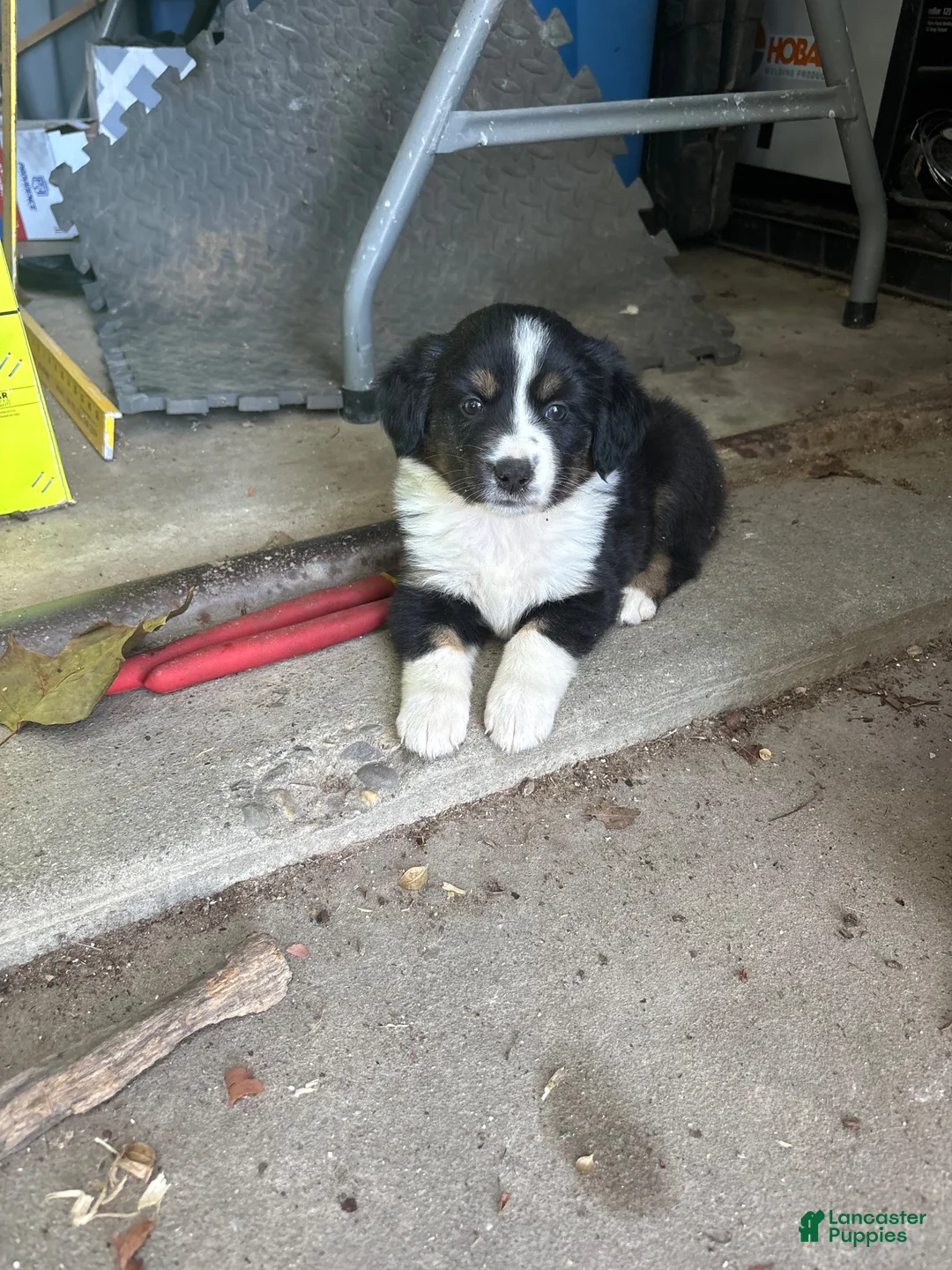 Australian Shepherd dogs for sale: Australian Shepherd 7 - Ad 1
