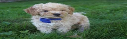 Mini Goldendoodle dogs for sale: Dusty 💎 - Ad 2