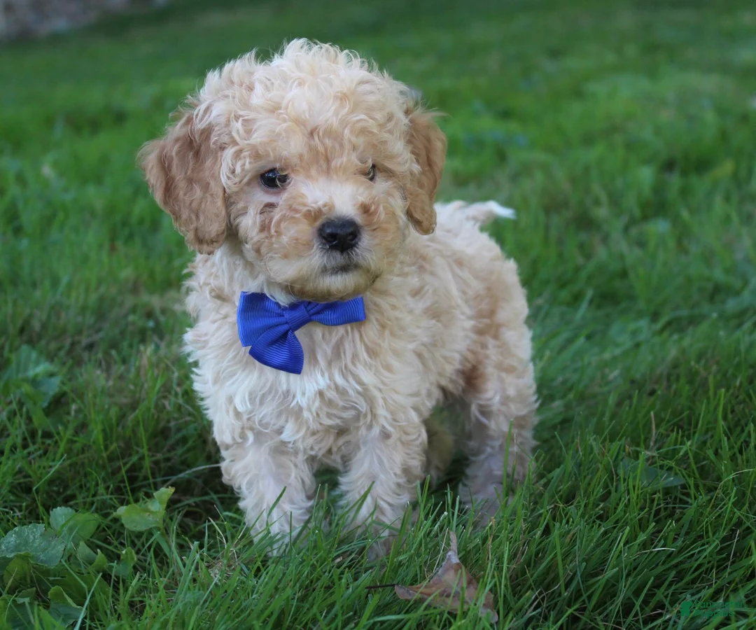 Mini Goldendoodle dogs for sale: Dusty 💎 - Ad 2