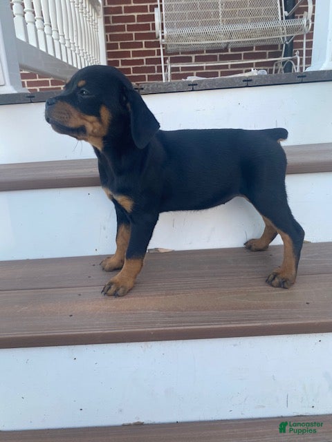 Rottweiler dogs Violet- miniature - Ad 2
