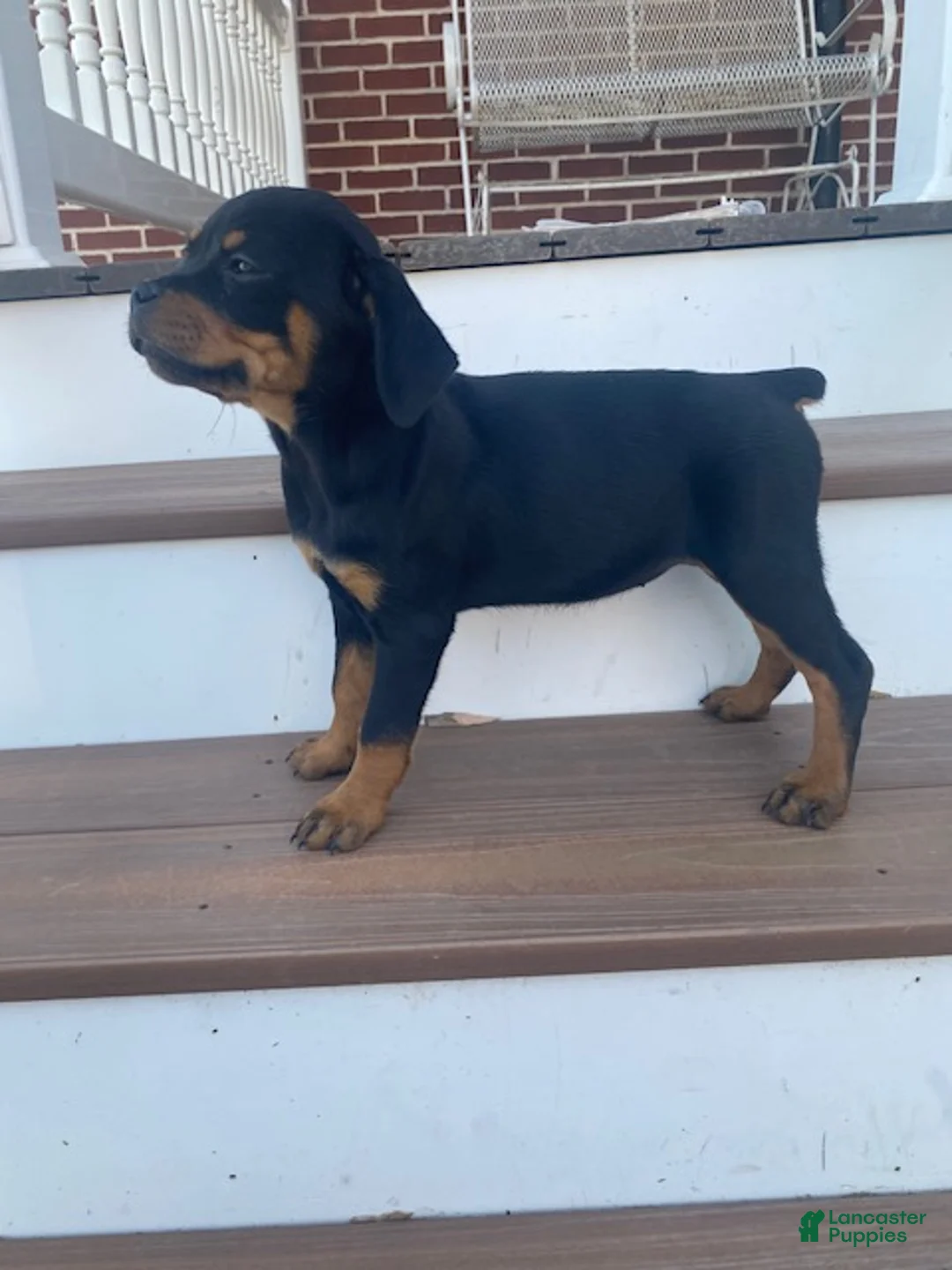 Rottweiler dogs for sale: Violet- miniature - Ad 2