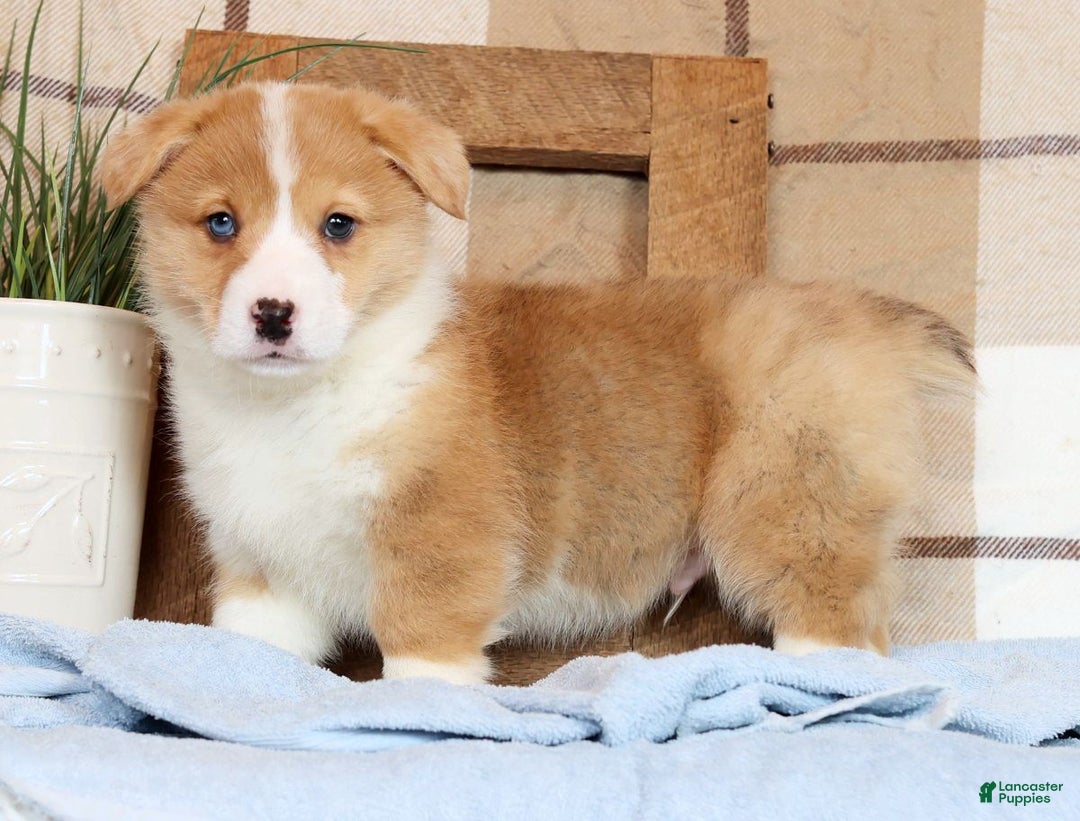 Welsh Corgi Pembroke dogs for sale: Clifford - Ad 3