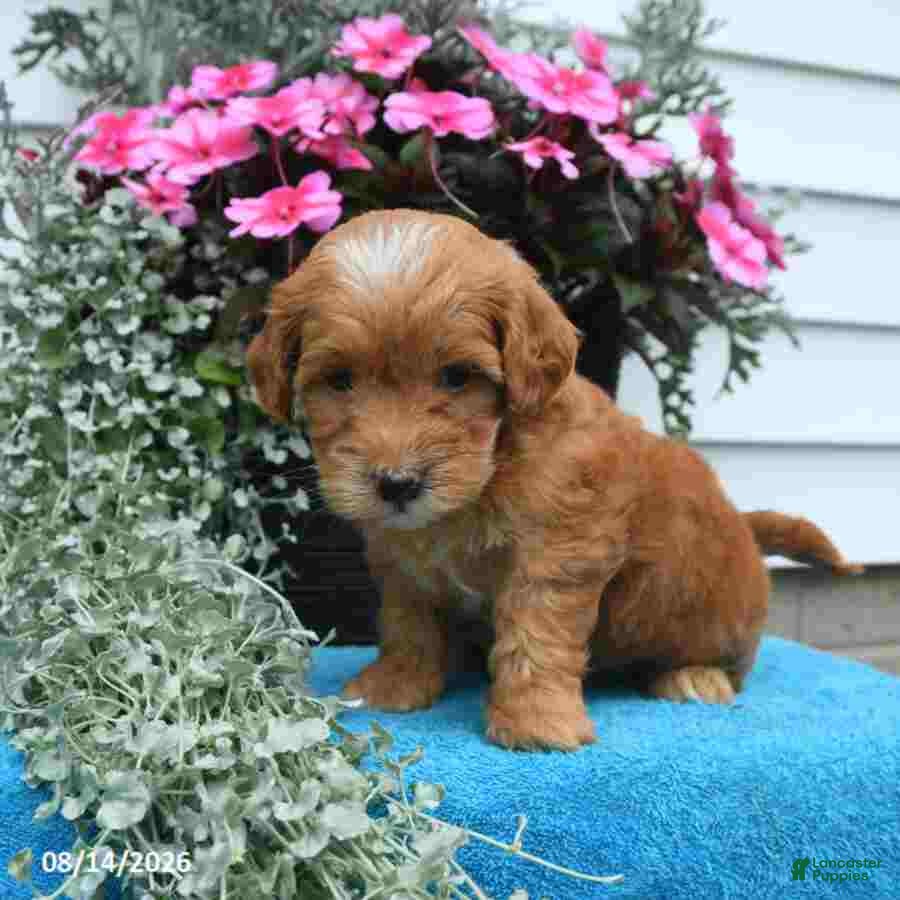 Mini Goldendoodle dogs Katie - Ad 2