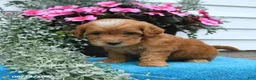 Mini Goldendoodle dogs for sale: Katie - Ad 2