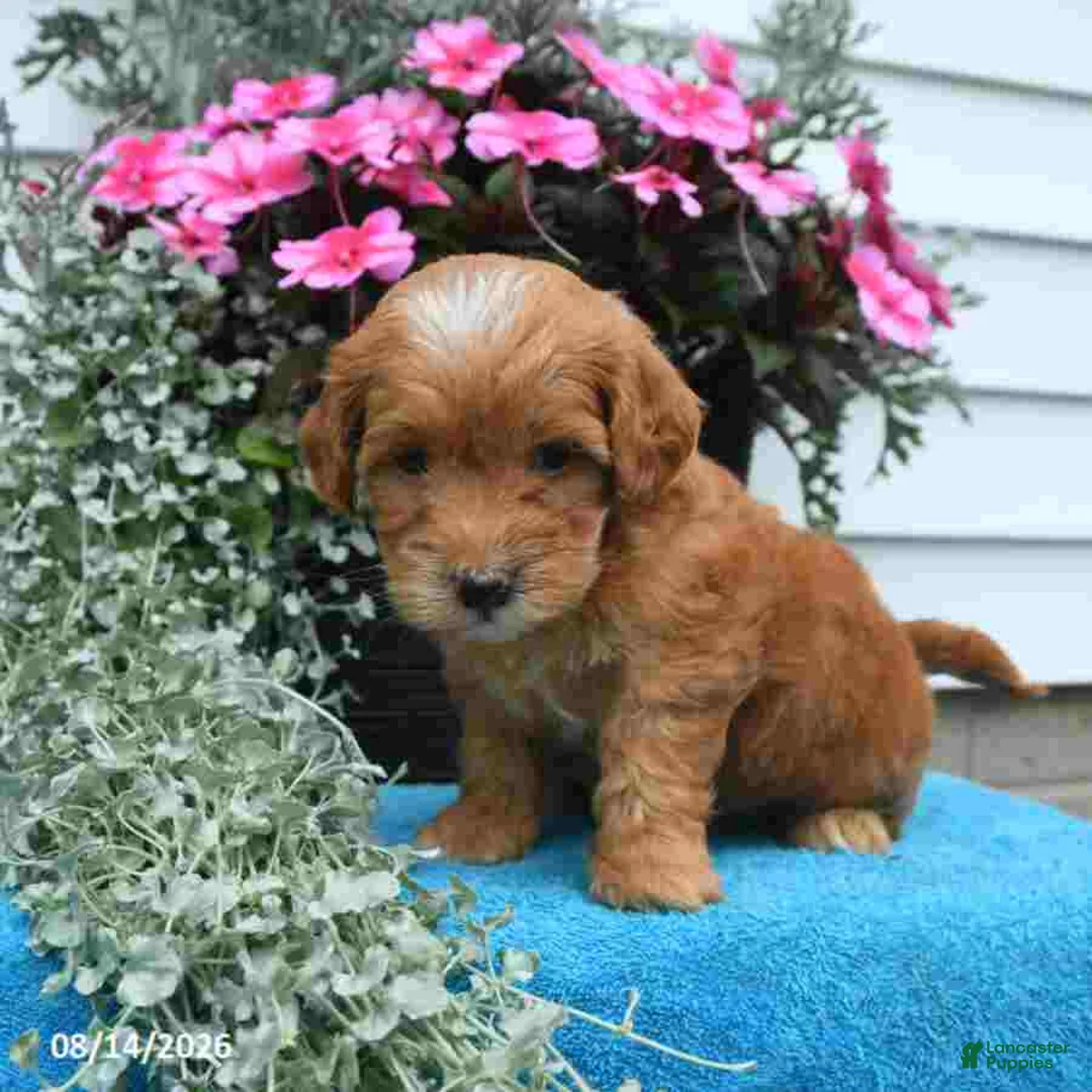 Mini Goldendoodle dogs for sale: Katie - Ad 2