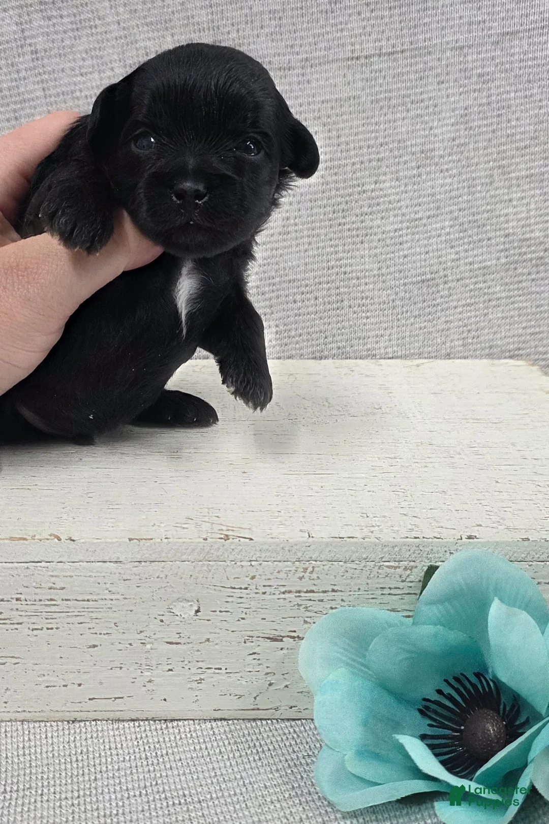 Shihpoo dogs for sale: Bear - Ad 5