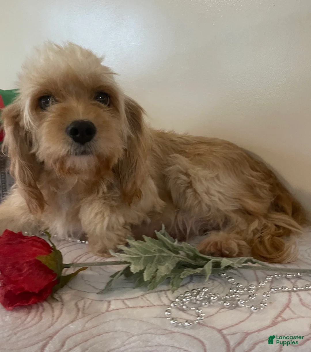 Cavapoo dogs for sale: Mickey Cavapoo Puppy  - Ad 6