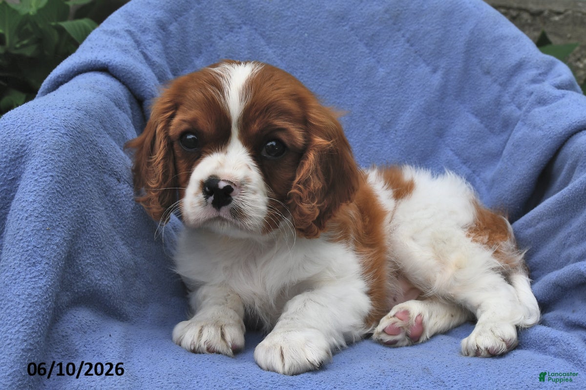 Cavalier King Charles Spaniel dogs Winston - Ad 1