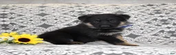 German Shepherd dogs for sale: Atlas - Ad 4