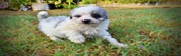 Havapoo dogs for sale: Milo-Sale!!! - Ad 6