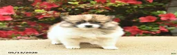 Pomeranian dogs for sale: Bluebell  - Ad 3