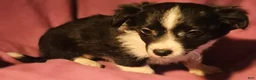 Chihuahua dogs for sale: Freddie (Small) - Ad 6