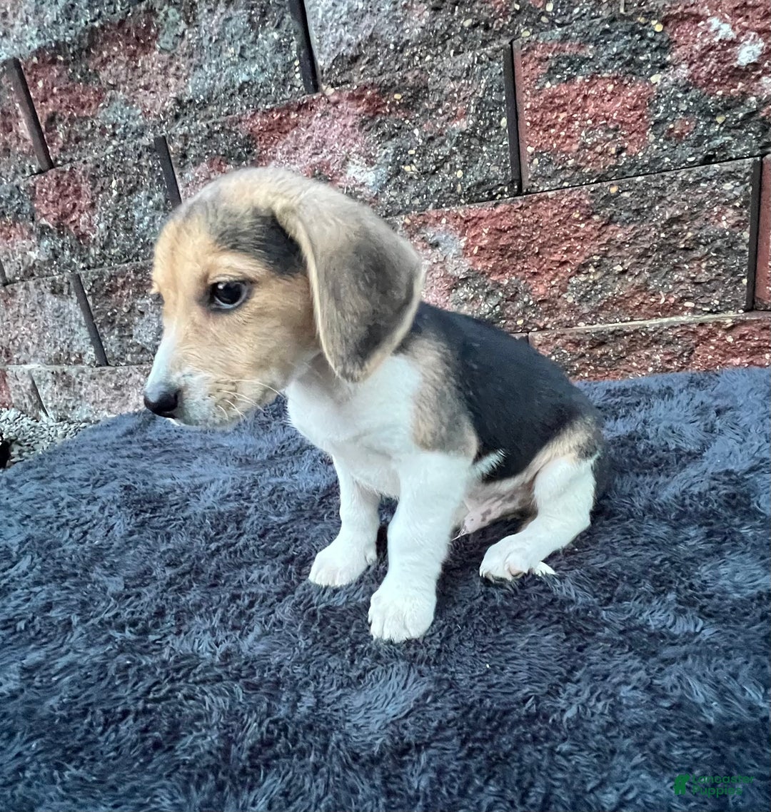 Beagle dogs for sale: Gunner - Ad 2