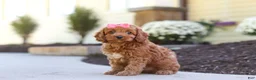 Cockapoo dogs for sale: Willow - Ad 33