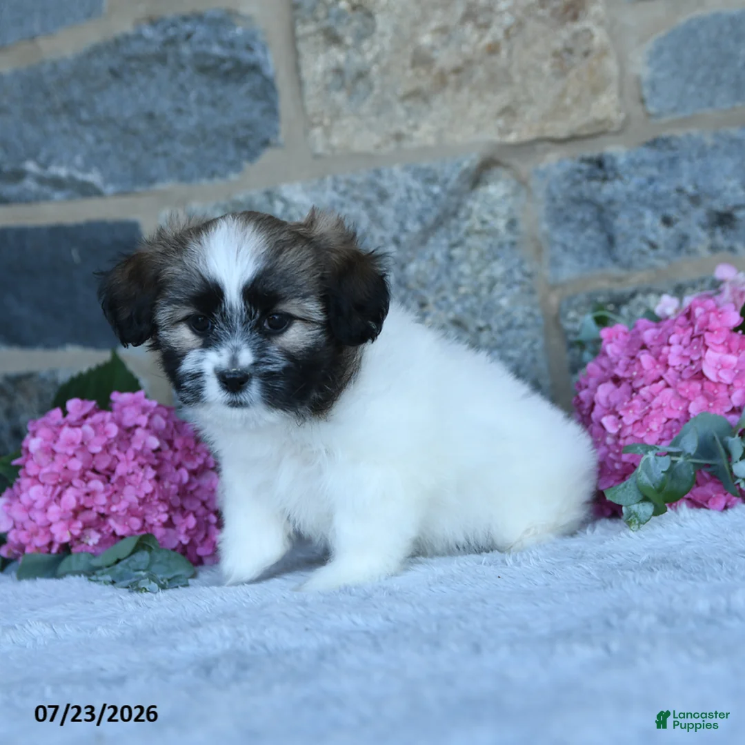 Malshi dogs for sale: Taffy - Ad 1