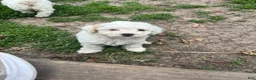 Bichpoo dogs for sale: Maple - Ad 1