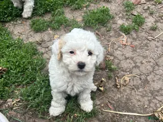 Bichpoo dogs for sale: Maple - Ad 1
