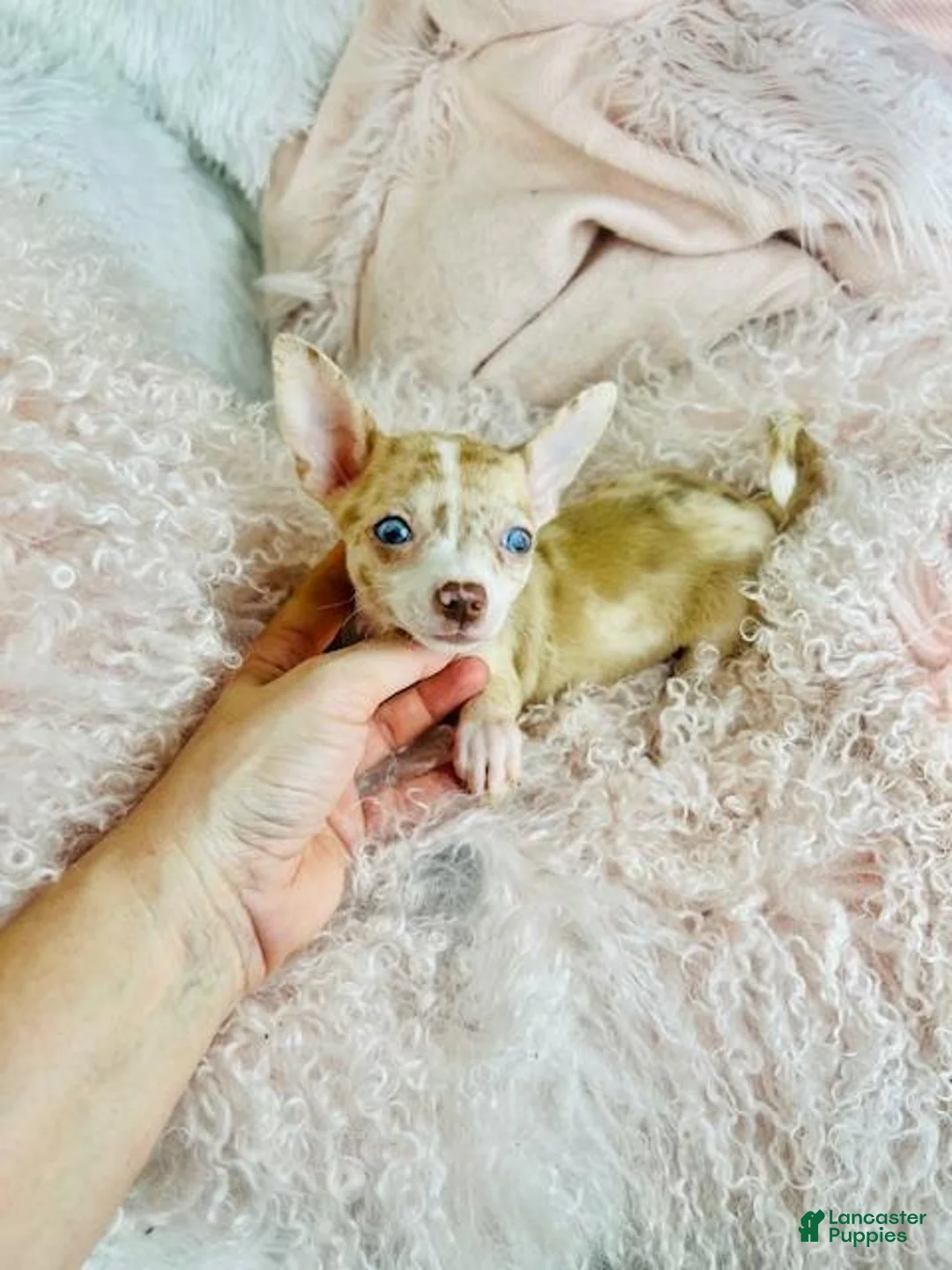 Chihuahua dogs for sale: Chihuahua Puppy 1 - Ad 2