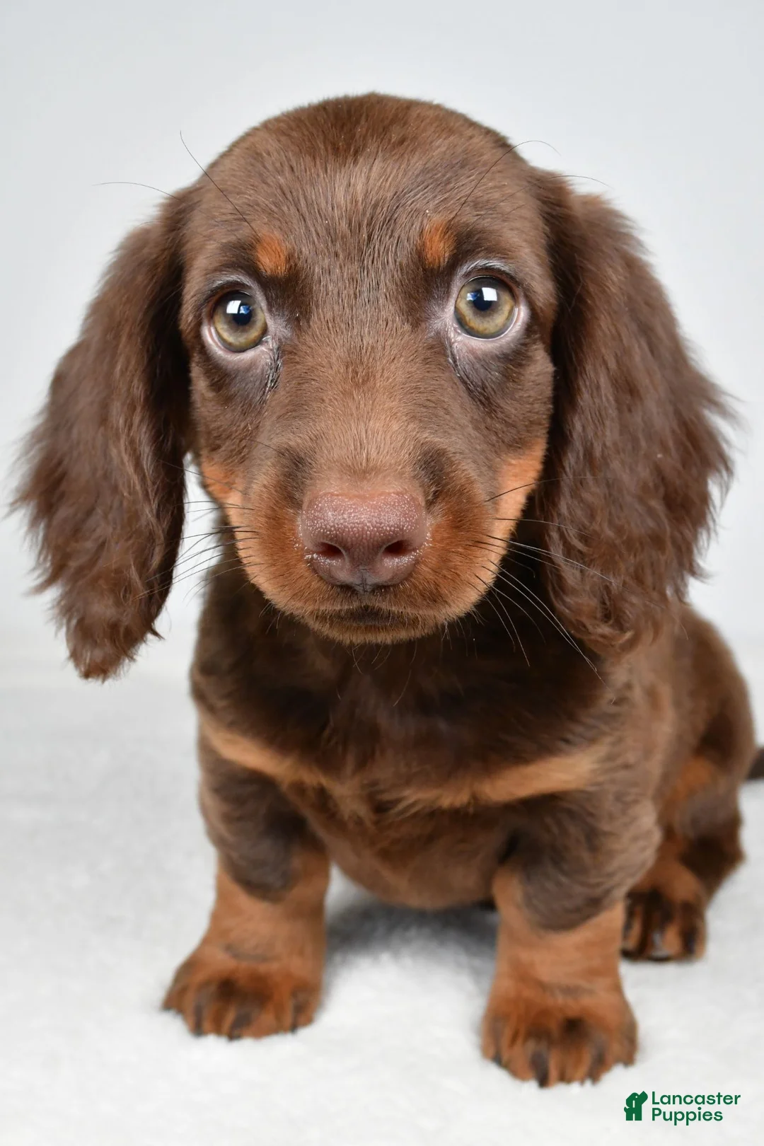Dachshund dogs for sale: Romeo - Ad 2