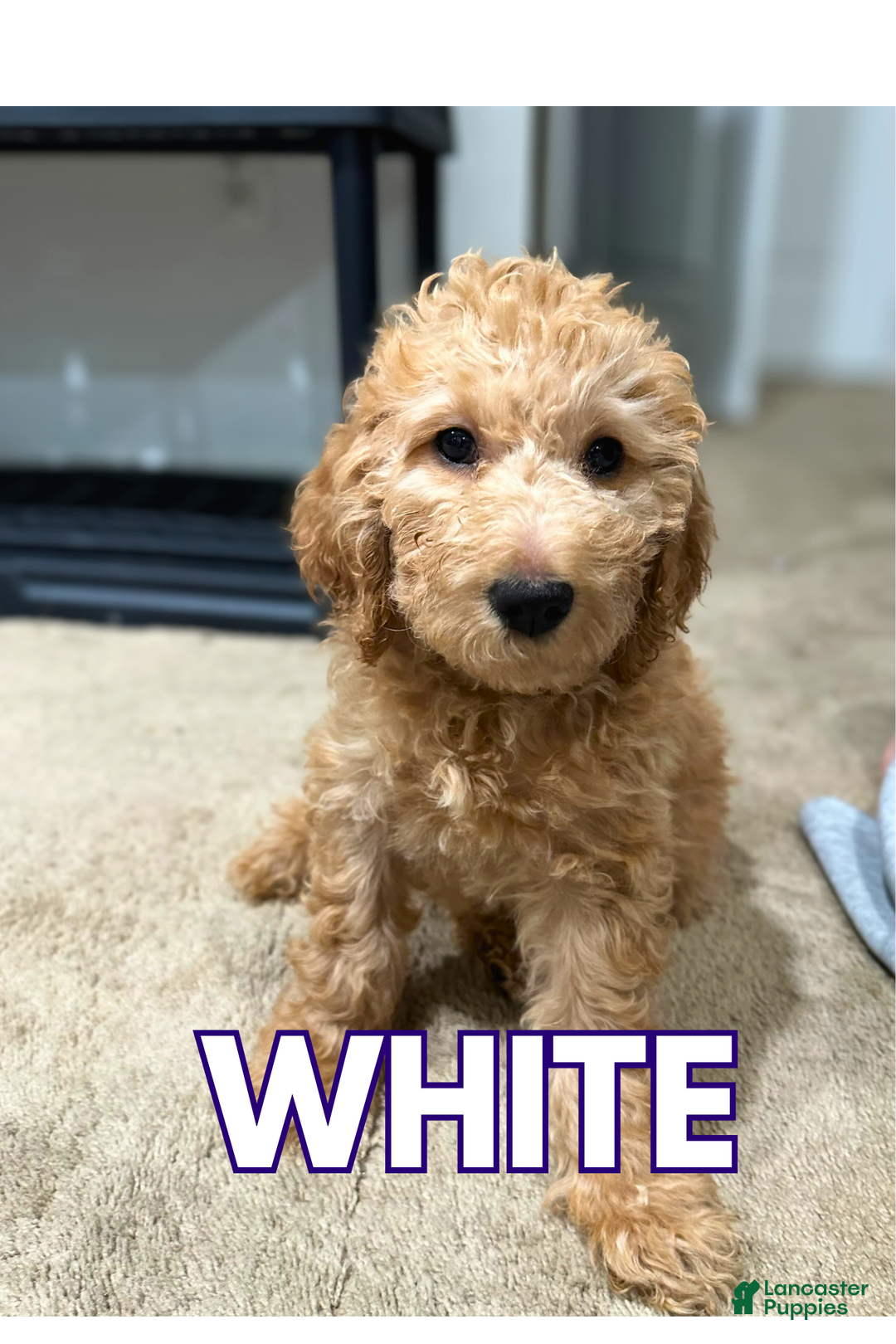 Goldendoodle dogs for sale: White collar - Ad 1
