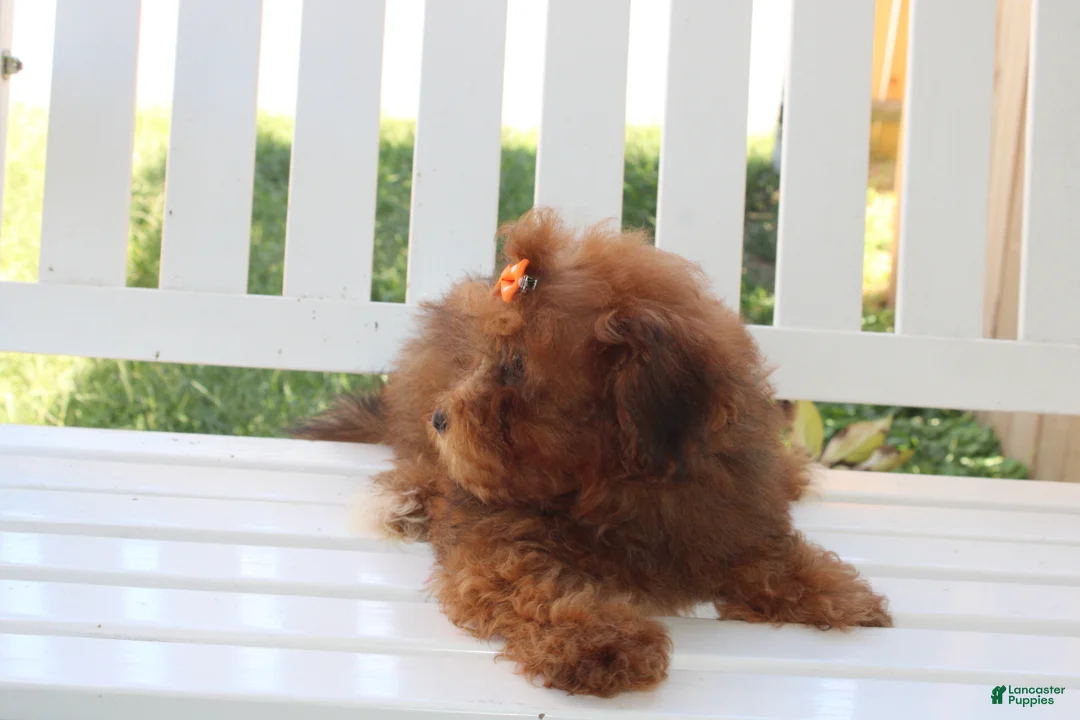 Shihpoo dogs for sale: LuLu - Ad 2