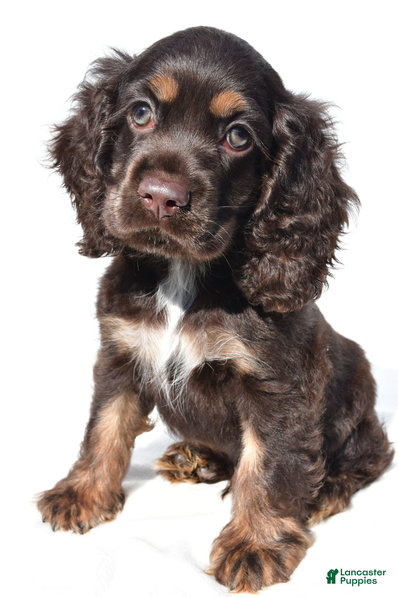 Cocker Spaniel dogs Captain - Ad 1